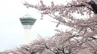 【ゴールデンウィークなのに季節逆戻り！？】石北峠は“雪景色”で除雪車が出動＿前日に開花した帯広市は『冬ザクラ』に―満開となった函館の五稜郭は展望できるタワーが大人気に！〈北海道〉