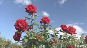 姫路ばら園 秋咲きのバラ見ごろ