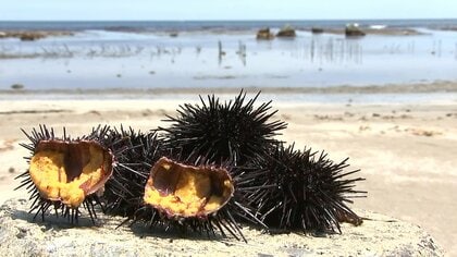 ウニが売れない…新型コロナの影響で出荷できず　“日本一”のウニを食べてもらうため直売会考案【岩手発】