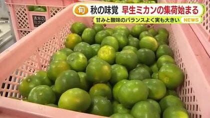 甘みと酸味のバランスよく実も大きい　秋の味覚・早生ミカンの集荷始まる