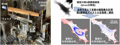軟X線で細胞内の「化学地図」を描く