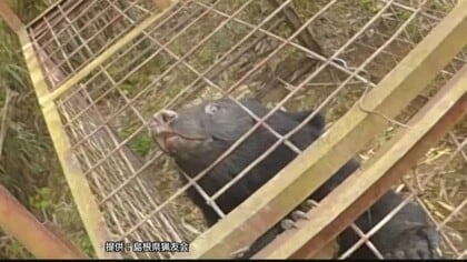 ツキノワグマに襲われ高齢男性が負傷　自宅近くでゴミ出しの際にばったり遭遇…住民に注意喚起（島根）