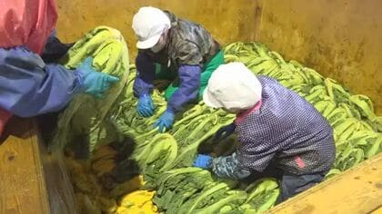 五島で高菜の収穫と加工の最盛期　ウコンと塩に漬けて完成するのは半年後