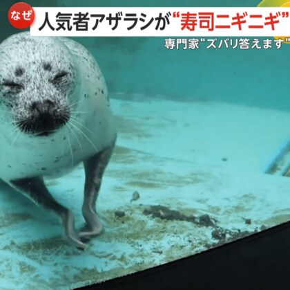 人気アザラシが“寿司をニギニギ”？大将顔負けの握りさばきがSNSで6万いいね　専門家「ズバリ、かゆいだけ」