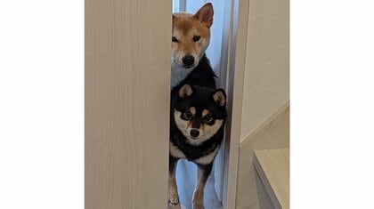 玄関に出ちゃダメ! 扉ギリギリから飼い主を監視する柴犬“きょうだい”が健気…普段からルールを守るのか聞いた