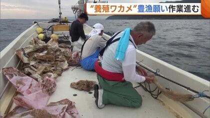 新潟・佐渡市が誇る“養殖ワカメ” 来春の収穫に向け作業進む「やわらかいワカメを皆さんに食べてほしい」