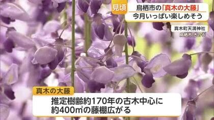 樹齢170年 鳥栖市「真木の大藤」が見頃迎える 毎年恒例の藤まつり開催【佐賀県】