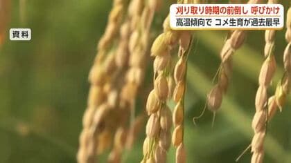 猛暑の影響を踏まえ「コシヒカリ」の刈り取り目安は8月末ごろ　富山県が平年より早めの収穫を呼びかけ