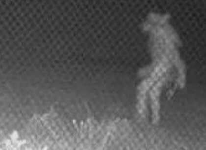 オオカミ男？監視カメラに“謎の生き物”「未確認アマリロ物体」SNSで正体めぐり憶測相次ぐ　