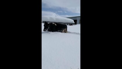 やばいと思った？大雪の中をズンズン進む牛が急に牛舎へ“方向転換”する姿がかわいい…状況を聞いた
