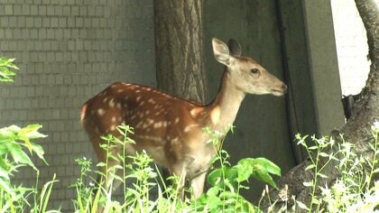 「夜の間に移動してくれたら…」札幌市の中心地に“シカ” 市は捕獲ではなく見守りへ_元居た山の方向に誘導する方針_体長1mほどのメスの成獣…居座り2日目 〈北海道札幌市〉