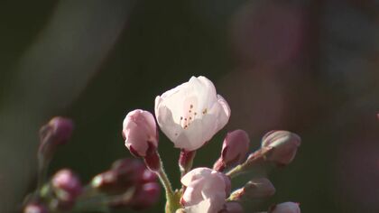 サクラ前線が津軽海峡をわたり北海道に上陸！松前公園で開花を宣言「とてもきれい」平年より2週間早く“観測史上2番目の早さ” 札幌でも早咲きのサクラチラホラと…開花予想は4月18日 いよいよお花見シーズン