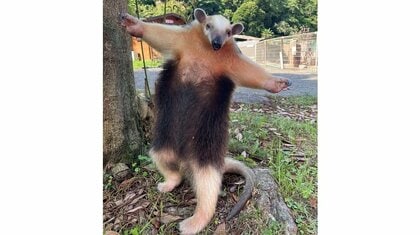 「威嚇なのに…」ミナミコアリクイの“ポーズ”が抱きしめたくなる可愛さ…どんな時にするのか飼育員に聞いた