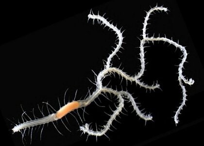 日本の怪獣から「キングギドラシリス」と命名! 体が分岐する新種の生物を佐渡沖で発見…なぜ分岐?生態を聞いた