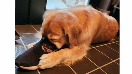 「犬もまた人を吸っている」家族の靴に顔を突っ込む飼い犬の表情が絶妙…匂いがたまらない？いつもの光景なのか聞いた