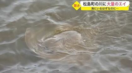 川に大量のエイが出現「ジャンプするのを見た」という小学生も　海にいるはずなのに…謎に迫る【宮城発】