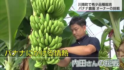 国内流通のわずか0.1％の希少な品種を栽培 バナナ農園ネクストファーム 技術を海外へ