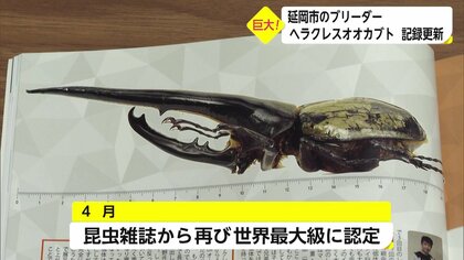 ブリード撤退❗20万以上の価値あり❗超優良血統❗カブトムシヘラクレスオオカブト成虫&幼虫大量放出❗ ストア