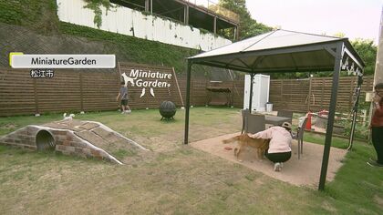 天然芝の上でのびのび！きっかけは飼い主や犬同士のトラブル回避