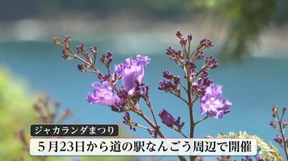過去最高の花つき！世界三大花木「ジャカランダ」が見頃 青紫の花に