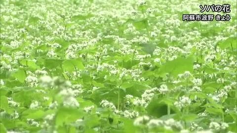 白い小さな花　阿蘇市波野でソバの花咲く　ススキも姿見せる【熊本】