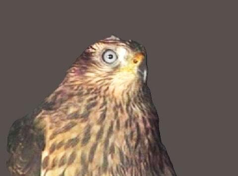 【今シーズン国内初確認】高病原性鳥インフルエンザウイルス（H5亜型）北海道・苫小牧市でみつかったオオタカの死骸から検出_半径10キロメートルを野鳥監視重点区域に指定”対応レベル2”に引き上げ