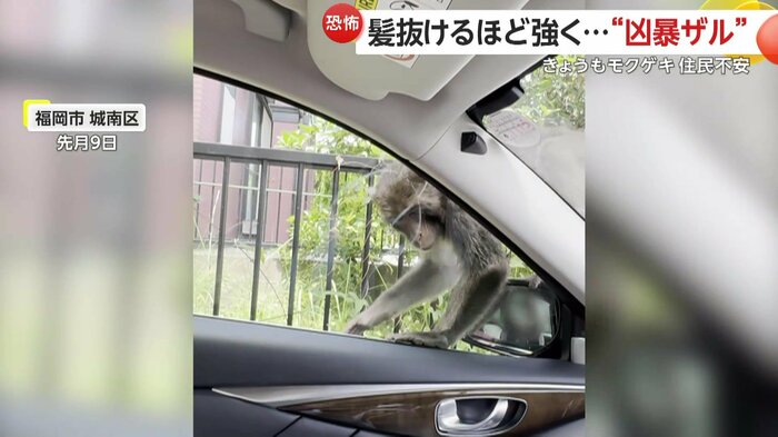車の上をわが物顔で歩き回るサル(FNN投稿サイト「ビデオPost」)