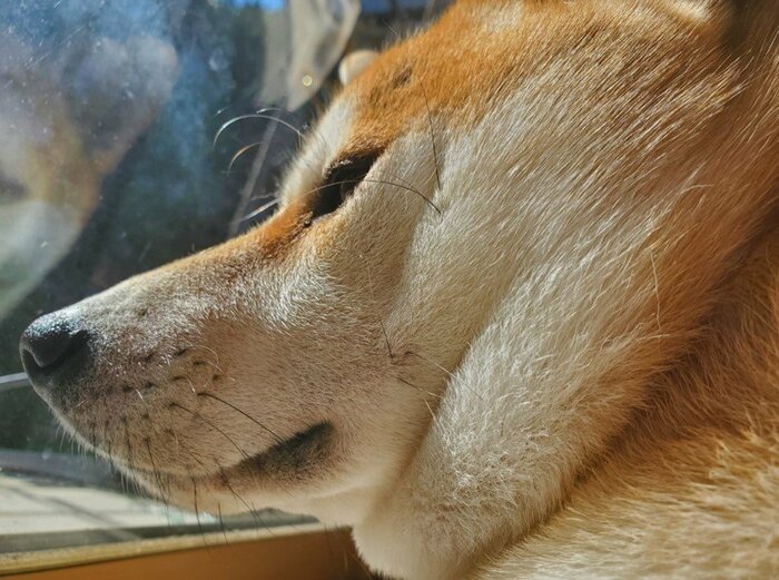 提供:あおとはなさん