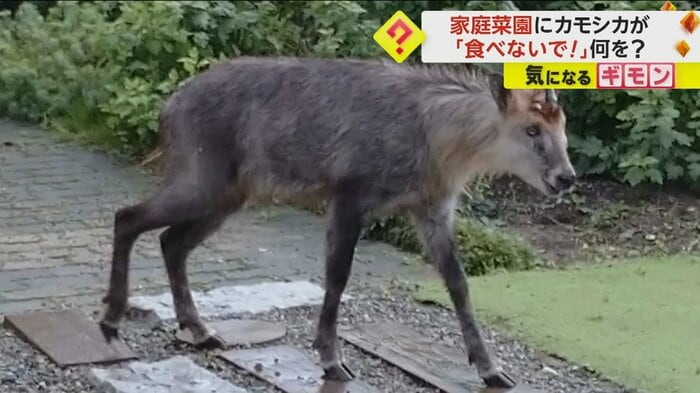 カモシカが庭を歩く(FNN投稿サイト「ビデオPost」)