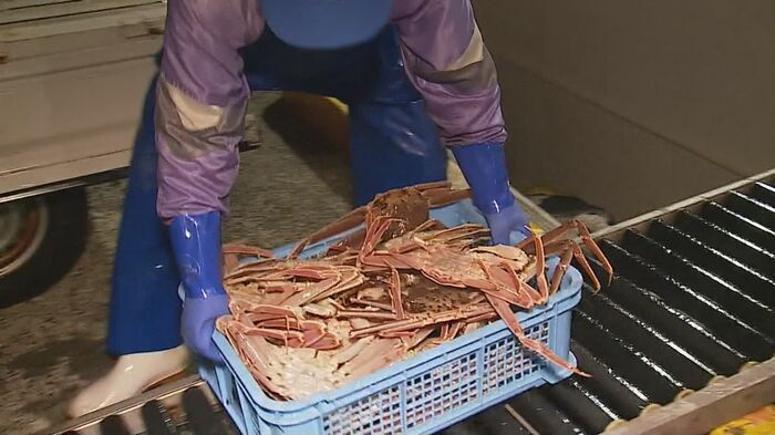 水揚げされたばかりの松葉がに