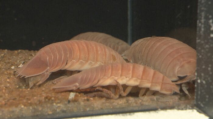 「海の掃除屋」と呼ばれるオオグソクムシ