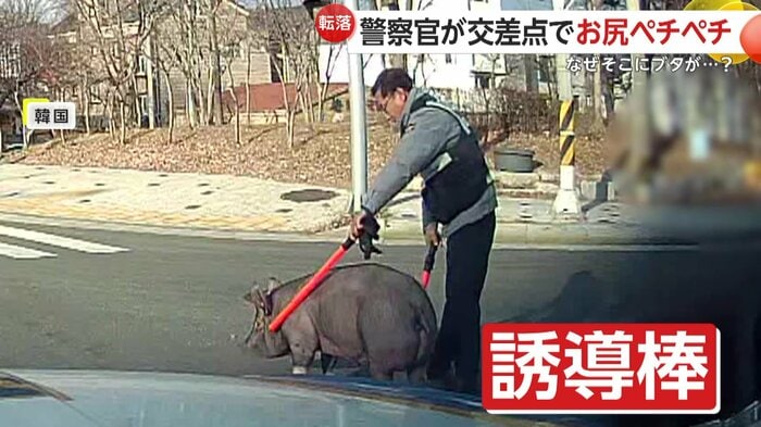 警察官に誘導されて歩くブタ(提供:慶南地方警察庁)