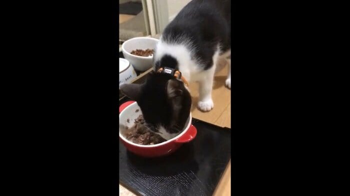 美味しそうにご飯を食べる「ももち」ちゃん