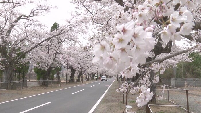 福島県富岡町 夜の森桜並木(2025年4月10日撮影)