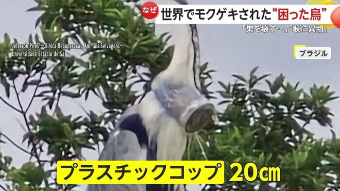 プラスチックのコップをのみ込んでしまったサギ