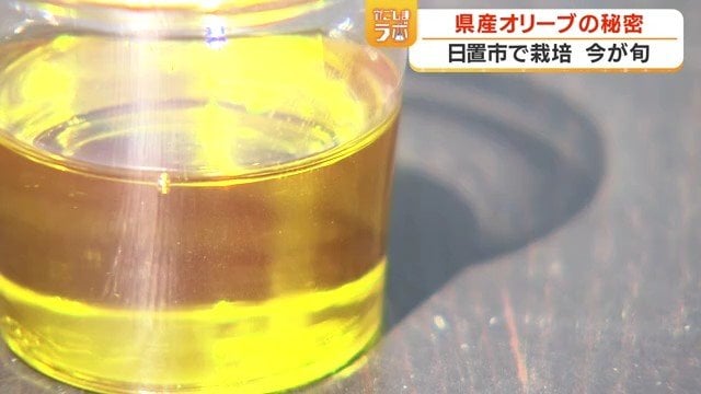記者が試飲したオリーブオイル