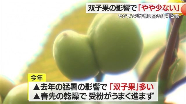 サクランボの実が2つに分かれた「双子果」