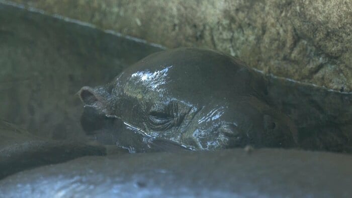 水の中でうとうと。寝顔までかわいいと来園者を悶絶させていた