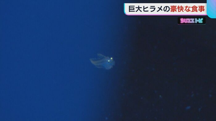 ヒラメの稚魚