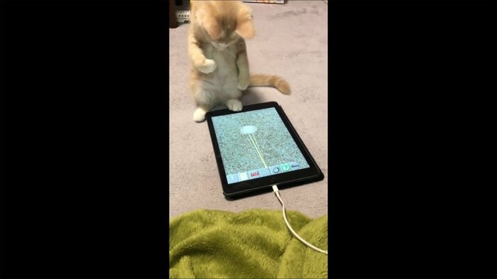 左右に動く猫じゃらしに合わせて揺れている