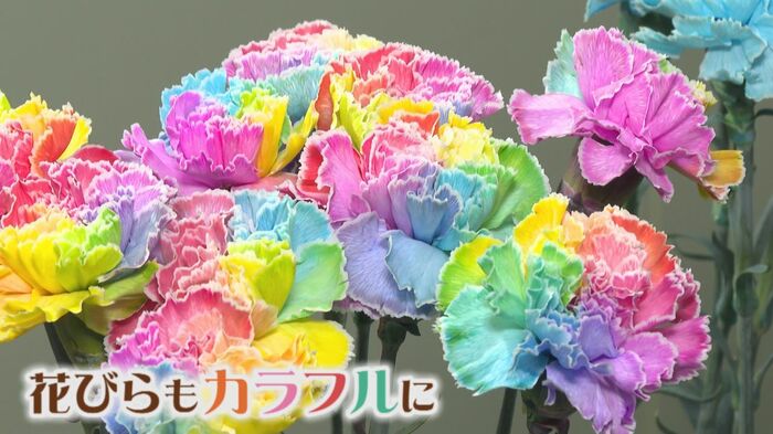 カラフルなカーネーション