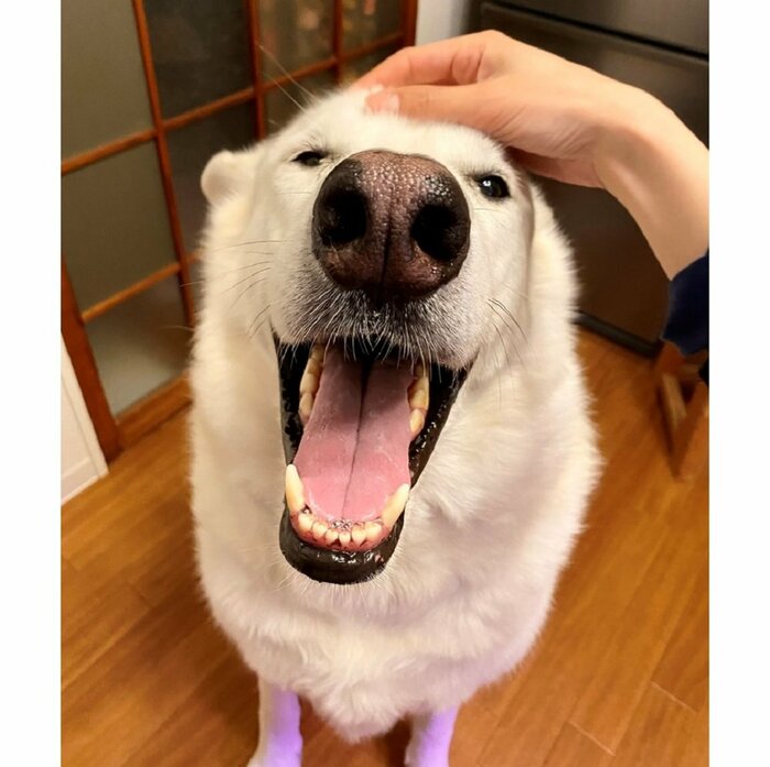 普段から真正面の顔はシロクマっぽく見えるという