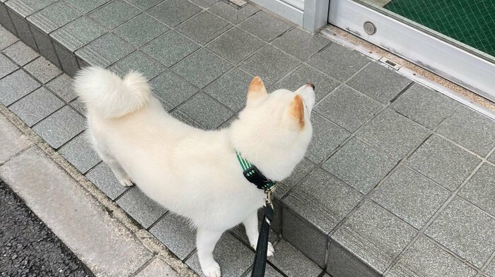 動物病院が好きで引き返した時の様子