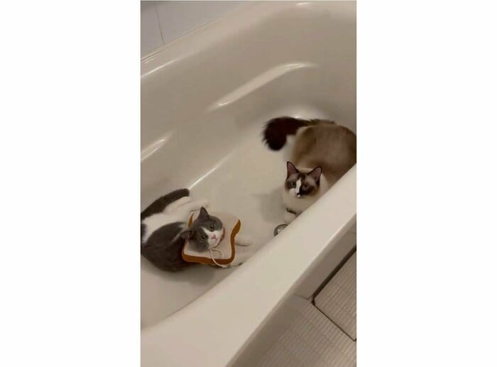 お風呂に先客(提供:コテツとまるさん)