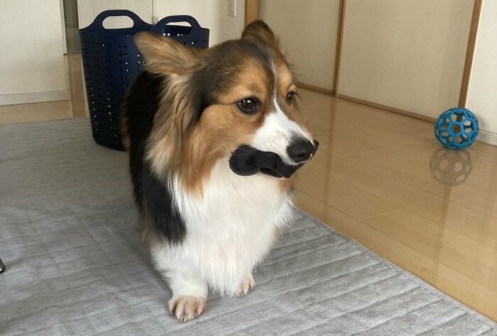 靴下を泥棒