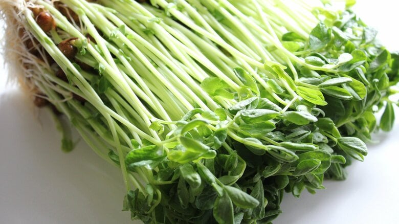 豆苗の育て方と簡単レシピ！スープにサラダにベーコン巻きに…栄養豊富で収穫も楽しいコスパ最強野菜の活用術｜FNNプライムオンライン