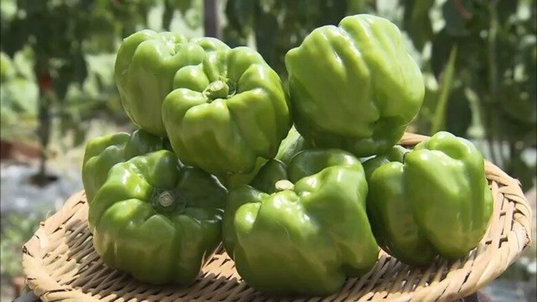 「うわー辛い」北信濃の夏の味『ぼたんこしょう』トウガラシの一種で刺激的な辛みが特徴　郷土食の「やたら」に「油味噌」｜FNNプライムオンライン