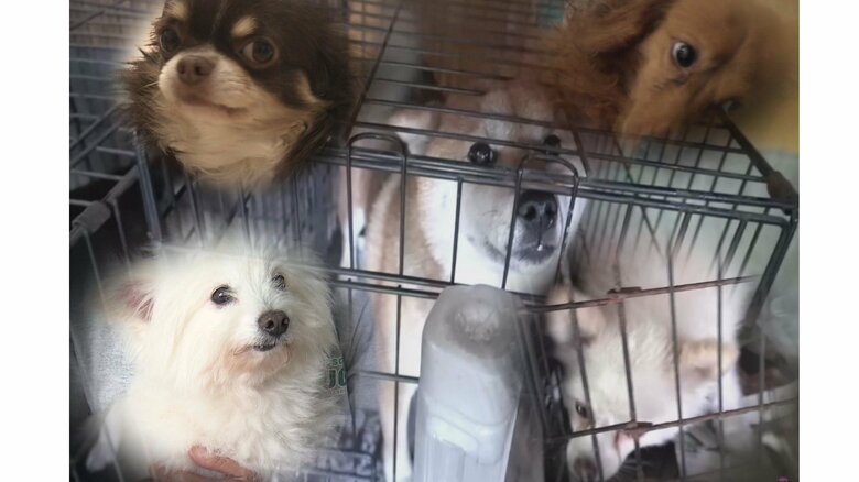 飼い主の“引き取り拒否”も…ペットを救えない「マイクロチップ」 続く愛護団体へのレスキュー依頼｜FNNプライムオンライン