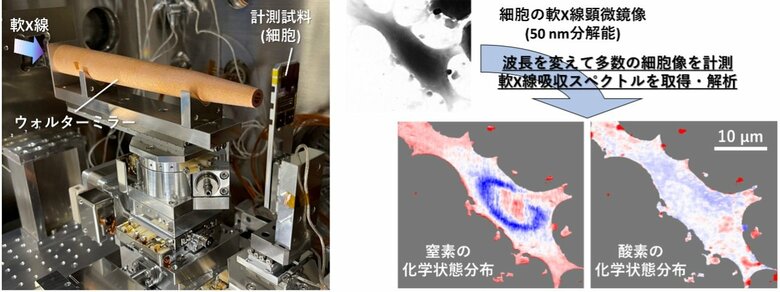 軟X線で細胞内の「化学地図」を描く