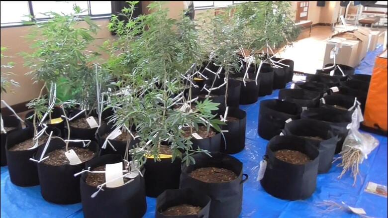 大麻草の鉢３３０個押収　営利目的で空き家で大麻栽培か　会社宅員の男（27）ら再逮捕　広島｜FNNプライムオンライン